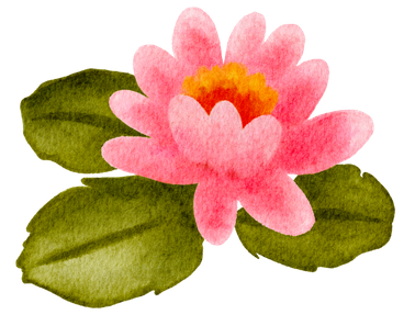 Original hand-drawn pink water lily illustration with green lily pads