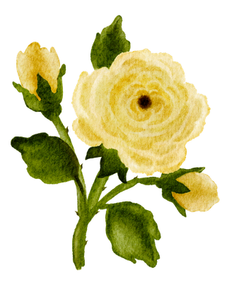 Original hand-drawn yellow rose illustration with buds and green leaves