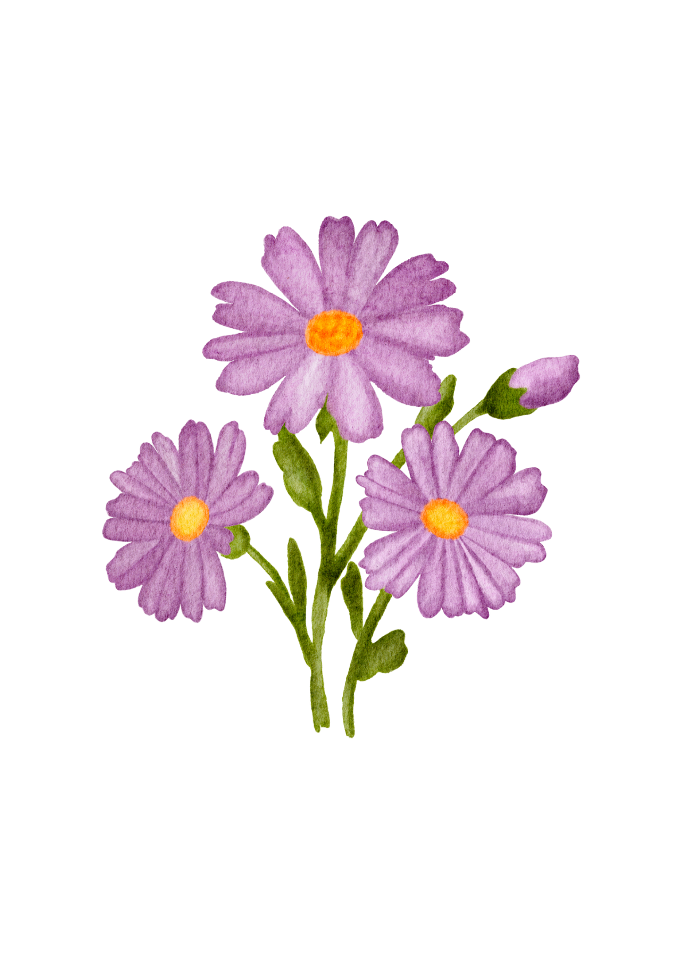 Original hand-drawn purple aster illustration